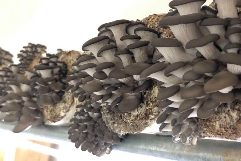 Ellijay Mushrooms