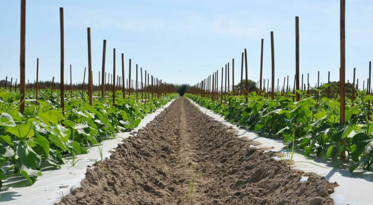 McClellan Family Farm