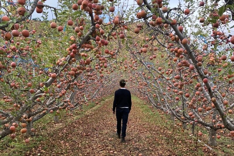 Cuyama Orchards
